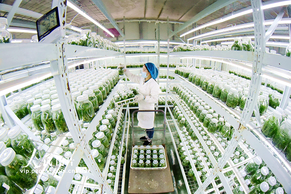 贵州从江：科技育苗备春耕【4】