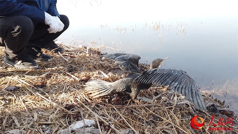 受到解救的鸬鹚在衡水湖畔被放飞。东谈主民网 刘文邦摄