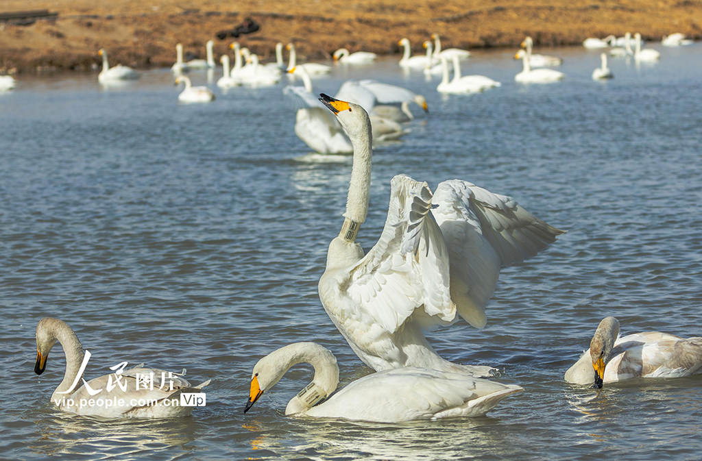 甘肃张掖：湿地鸟儿欢【7】