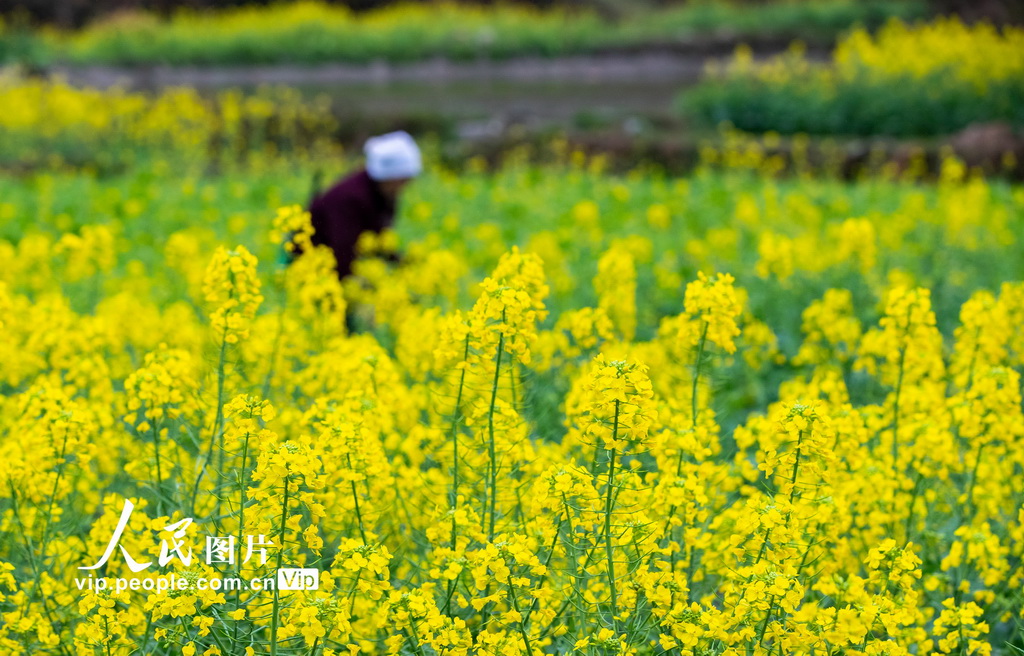 贵州从江：油菜管护正当时【2】