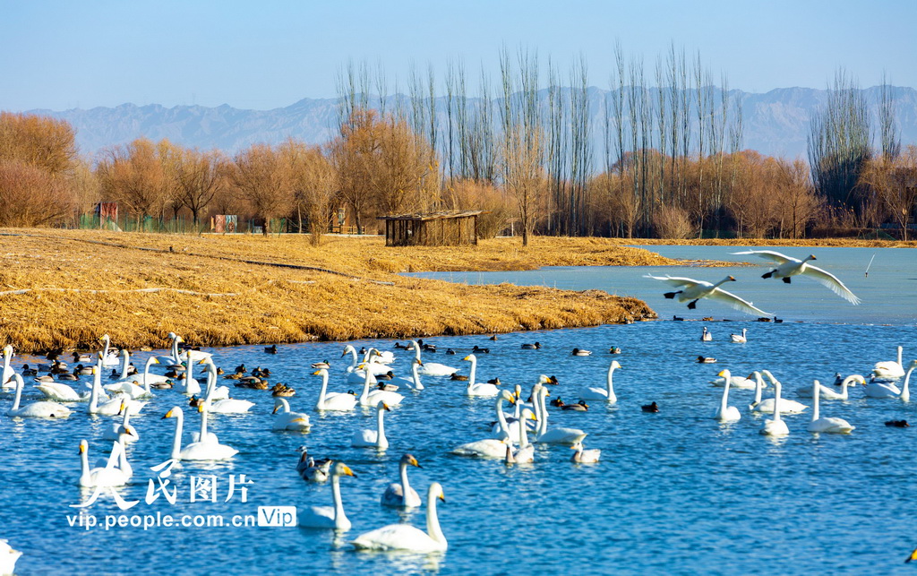 甘肃张掖：冰雪消融候鸟欢【5】