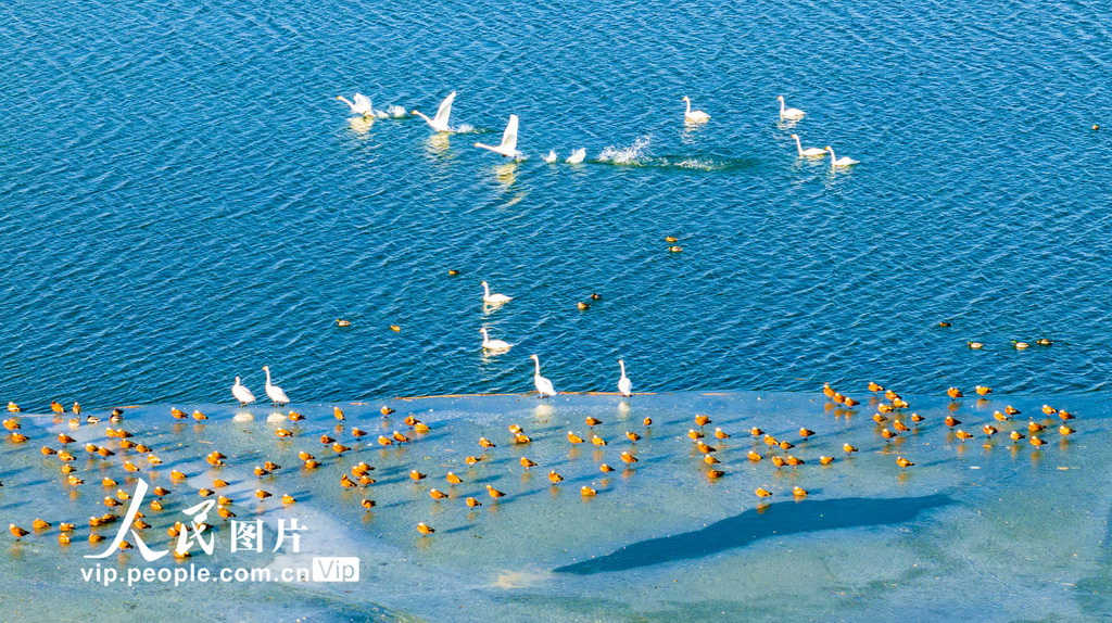 甘肃张掖：冰雪消融候鸟欢【4】