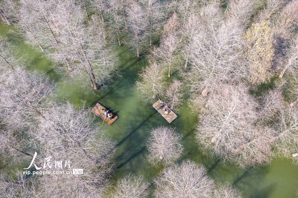 江苏沭阳：春游水杉林