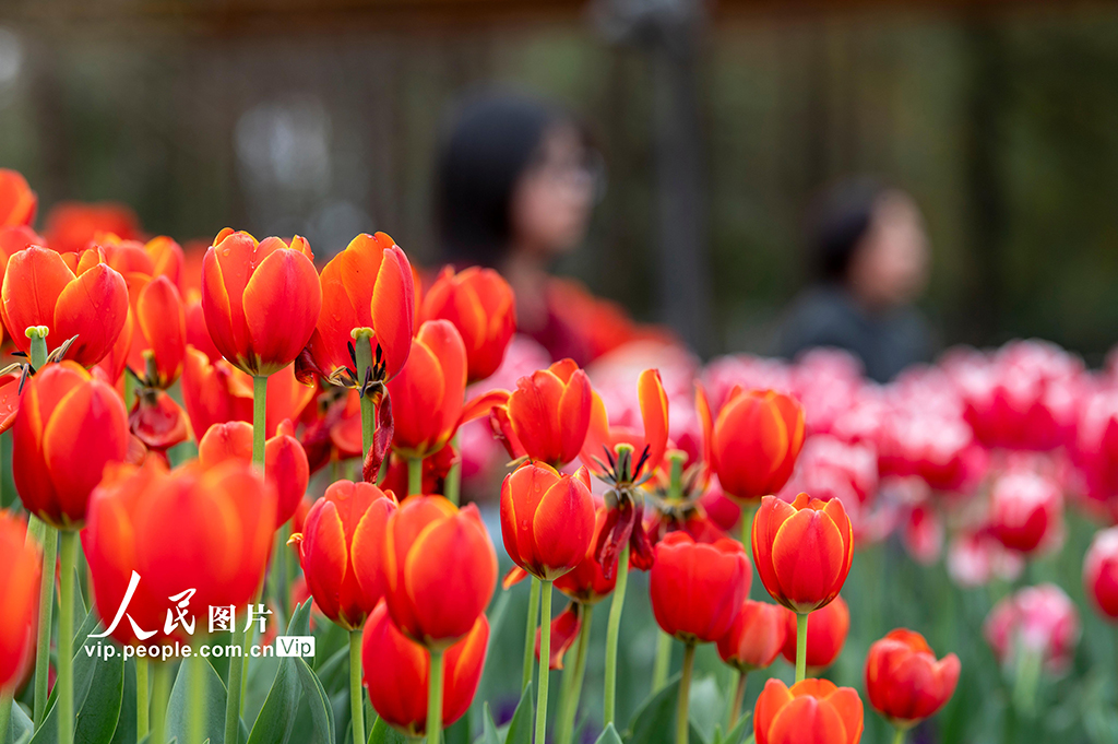 浙江金华：郁金香竞相绽放【4】