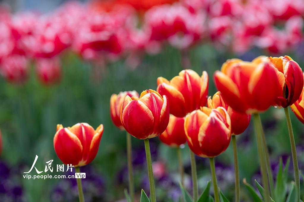 浙江金华：郁金香竞相绽放【3】