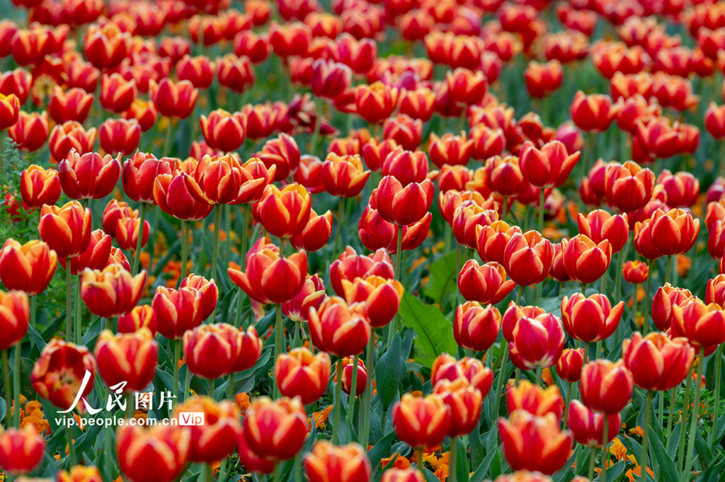 浙江金华：郁金香竞相绽放【5】