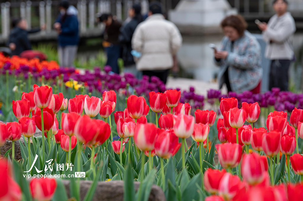 浙江金华：郁金香竞相绽放【6】