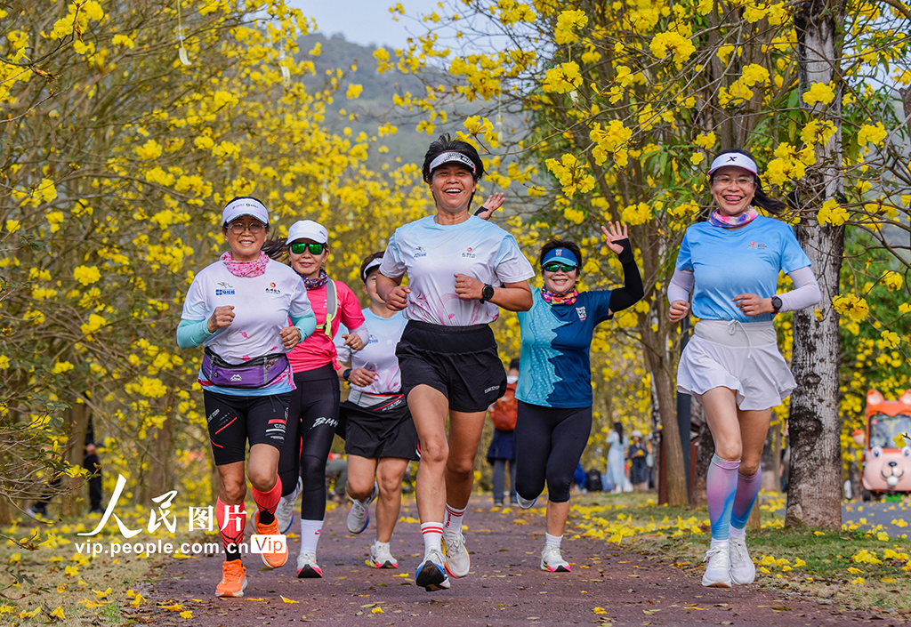 广西南宁：黄花风铃木盛开【4】