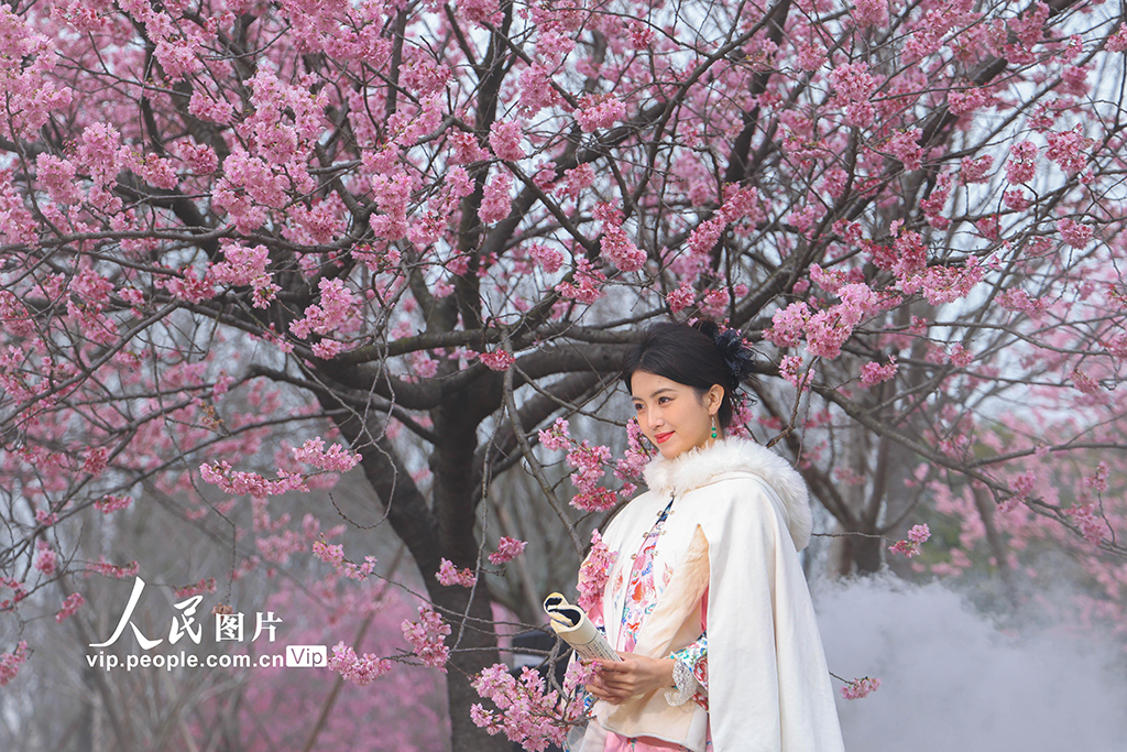 上海：顾村公园早樱绽放【6】