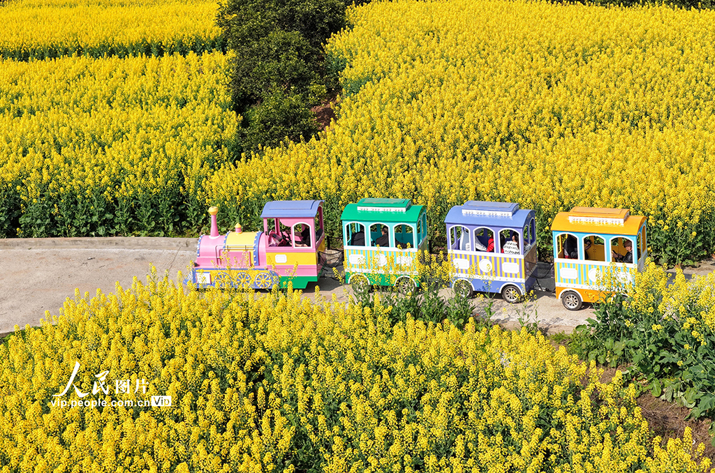 四川蓬安：油菜花开引客来【2】