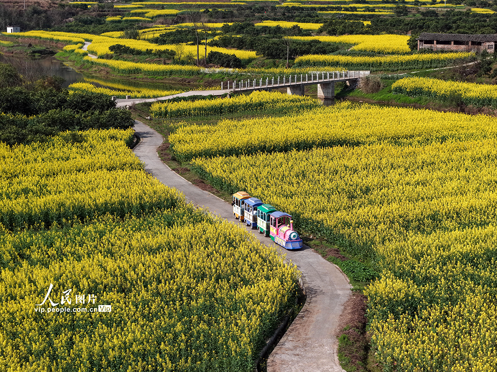四川蓬安：油菜花开引客来【4】