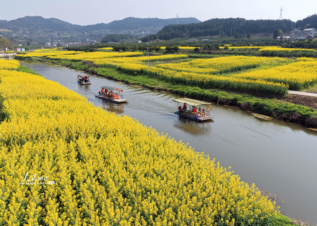四川蓬安：油菜花开引客来【5】