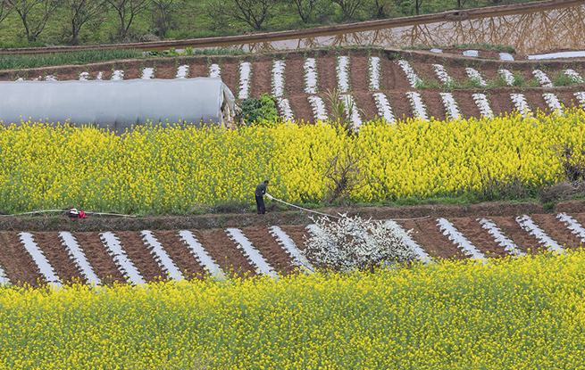 四川荣县：乐德红土地 春日调色板