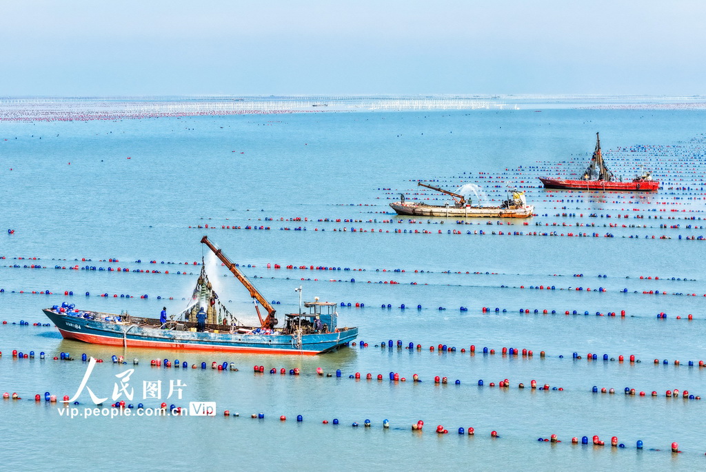 江苏连云港：“海洋牧场”春潮涌动