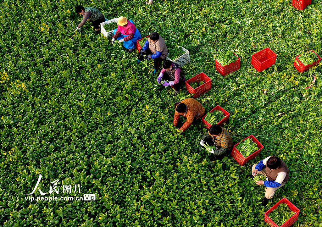 安徽利辛：采收菜薹