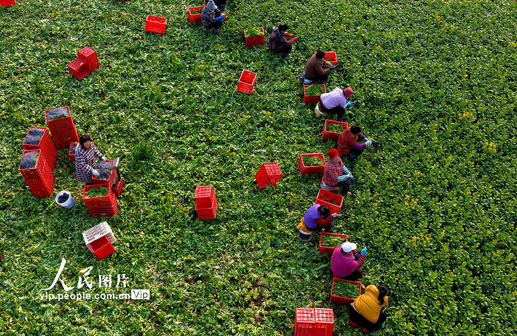 安徽利辛：采收菜薹【3】