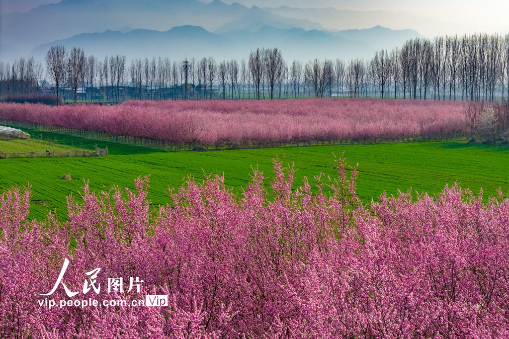 陕西西安：秦岭山下梅花绽放【3】