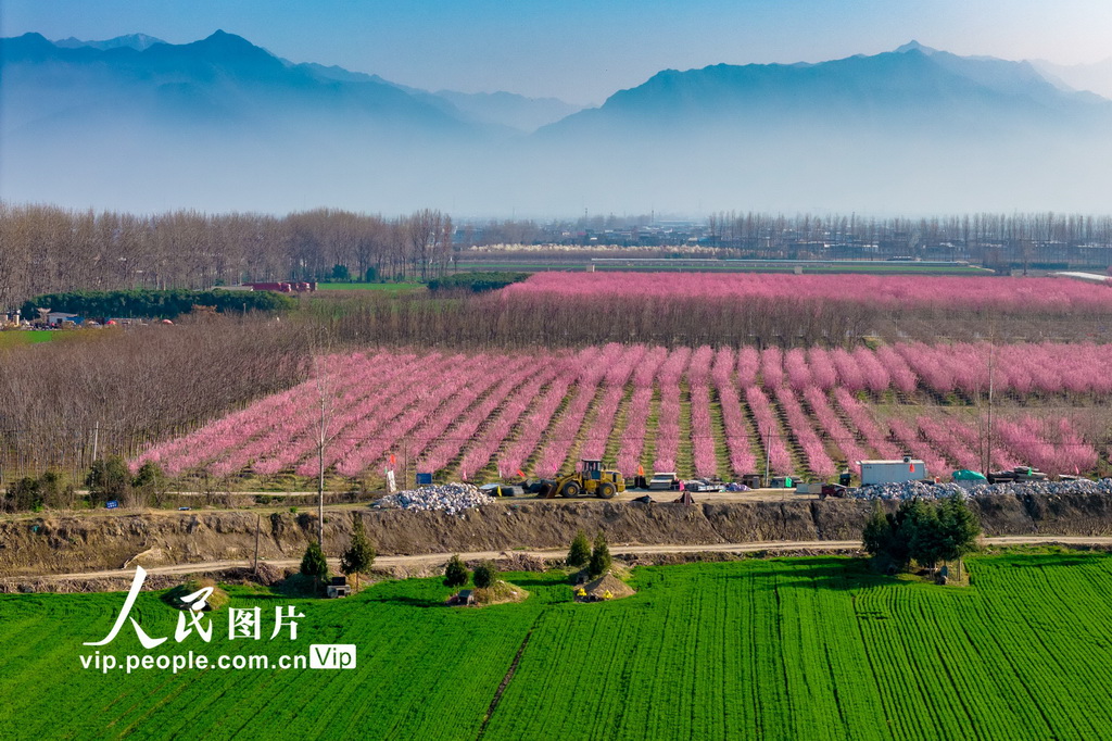 陕西西安：秦岭山下梅花绽放【4】