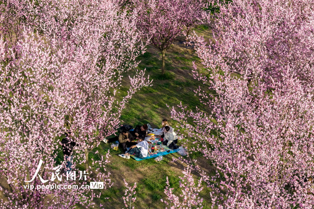 陕西西安：秦岭山下梅花绽放【5】