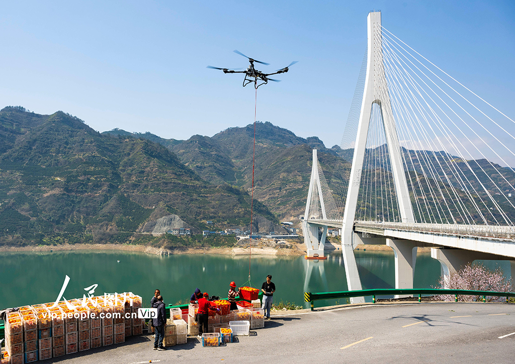 湖北秭归：春橙飘香助增收【5】