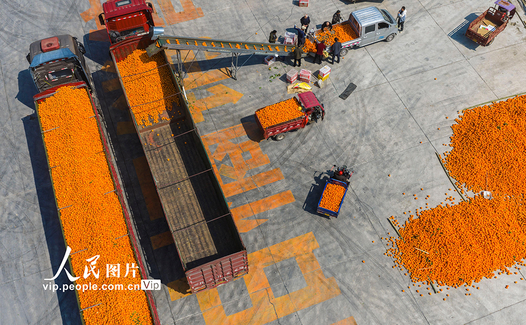 湖北秭归：春橙飘香助增收【3】