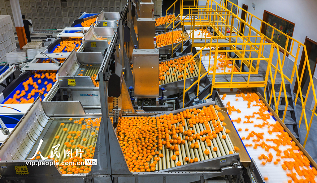 湖北秭归：春橙飘香助增收【4】