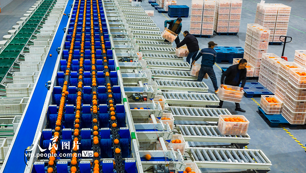 湖北秭归：春橙飘香助增收