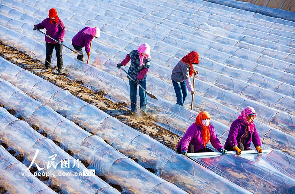 甘肃张掖：搭建小拱棚