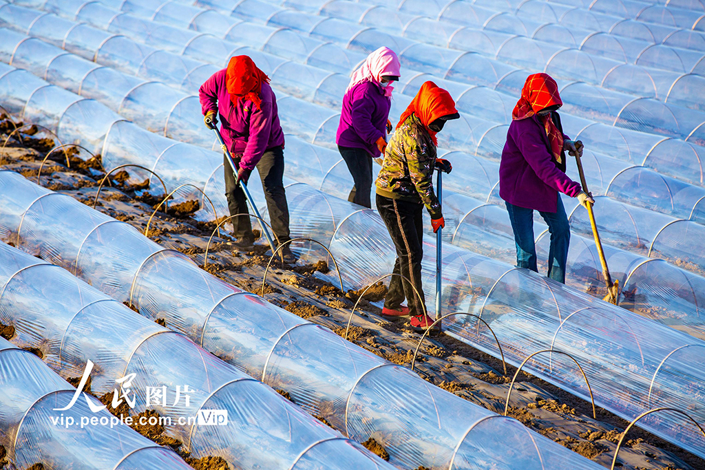甘肃张掖：搭建小拱棚【2】