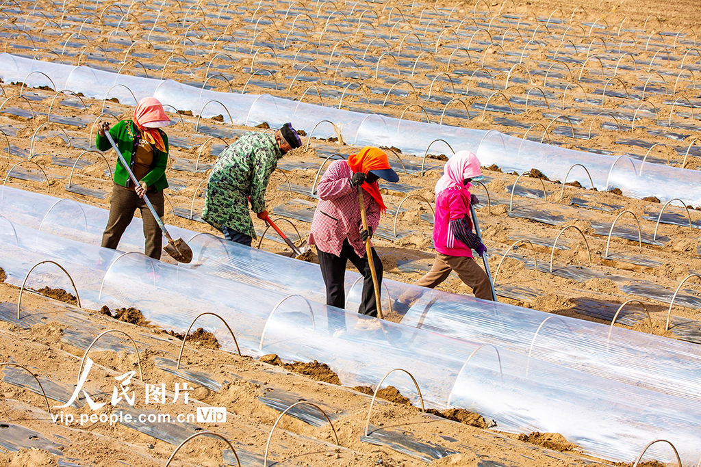 甘肃张掖：搭建小拱棚【4】