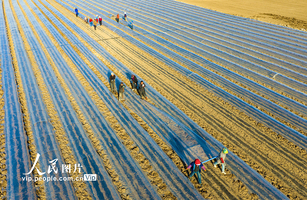 甘肃张掖：搭建小拱棚【5】