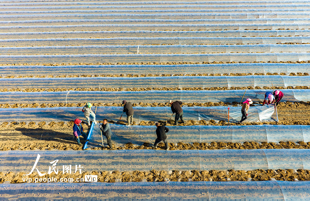 甘肃张掖：搭建小拱棚【6】