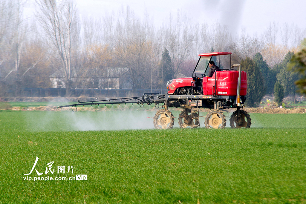 河北鸡泽：小麦管护忙【3】