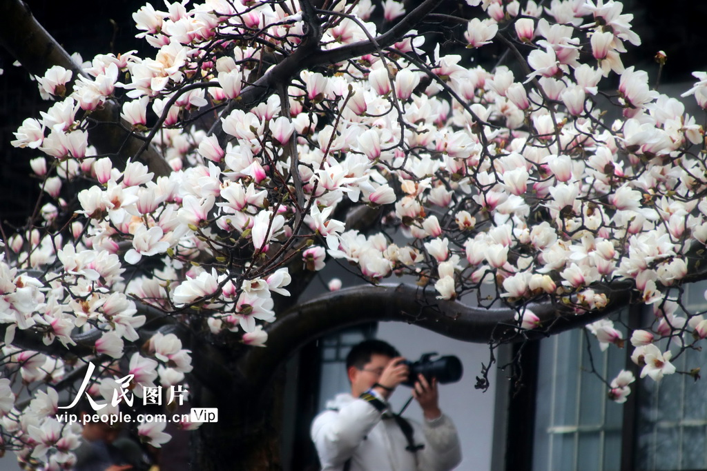 玉兰花开春满园 姑苏赏春赴此间