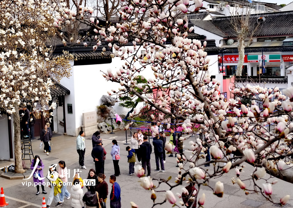 玉兰花开春满园 姑苏赏春赴此间【4】