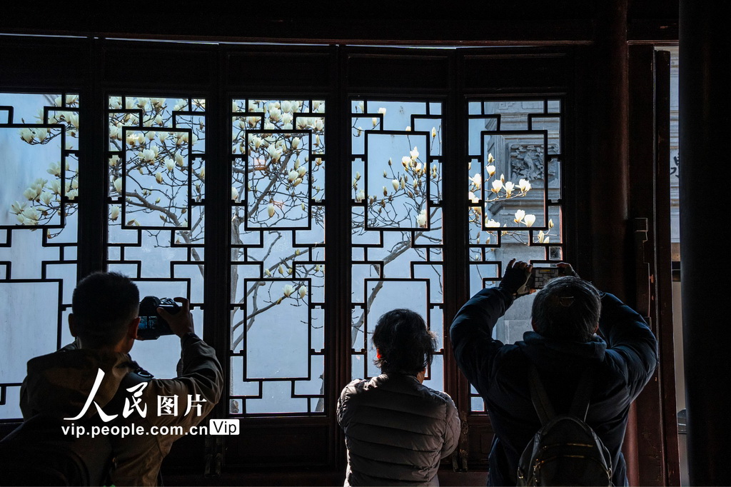 玉兰花开春满园 姑苏赏春赴此间【10】