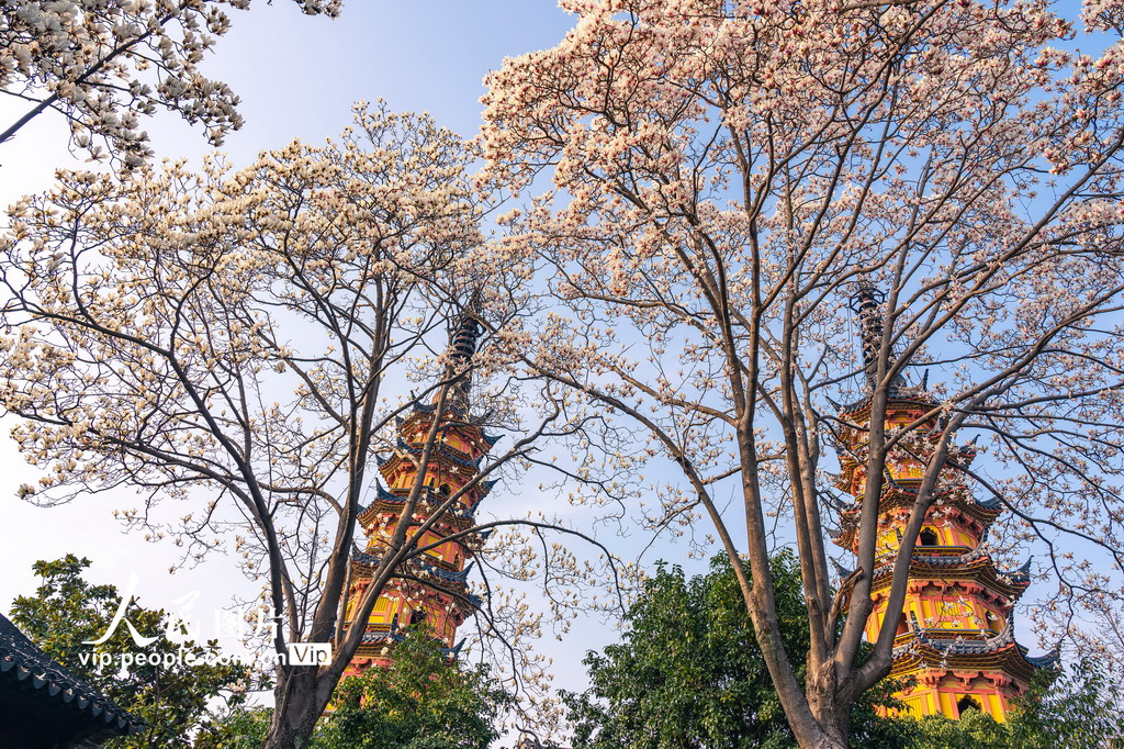 玉兰花开春满园 姑苏赏春赴此间【22】