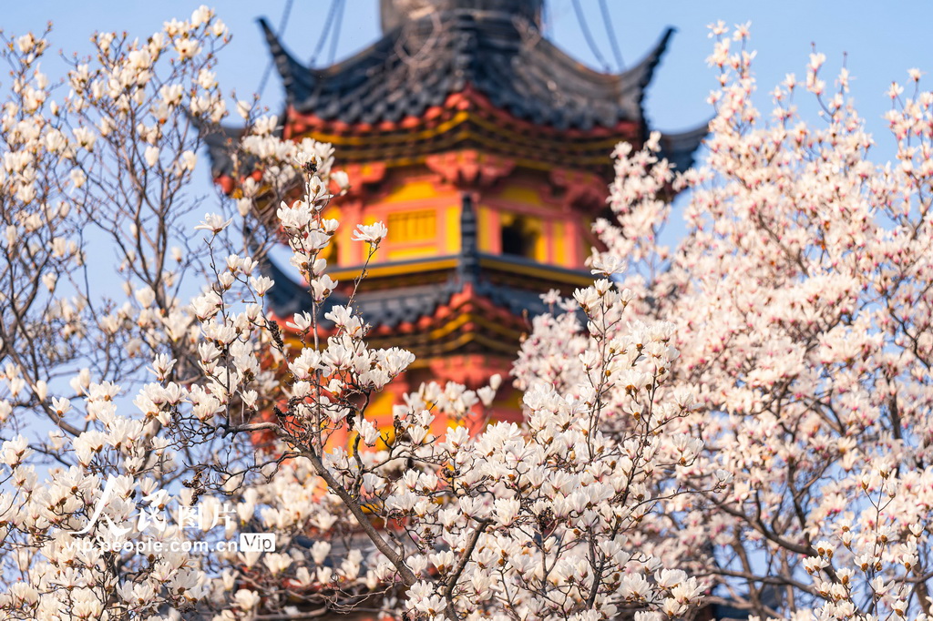 玉兰花开春满园 姑苏赏春赴此间【23】