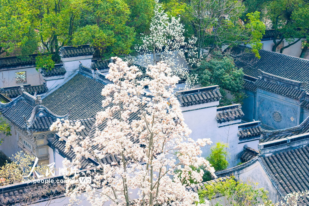 玉兰花开春满园 姑苏赏春赴此间【29】