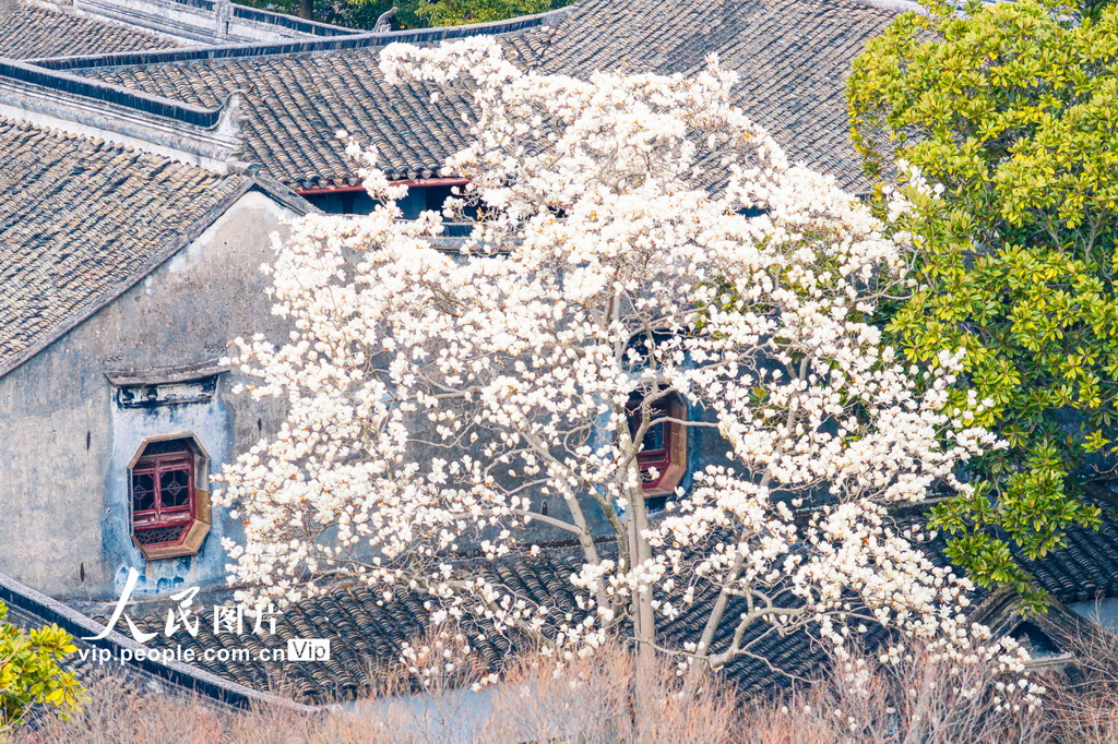 玉兰花开春满园 姑苏赏春赴此间【31】