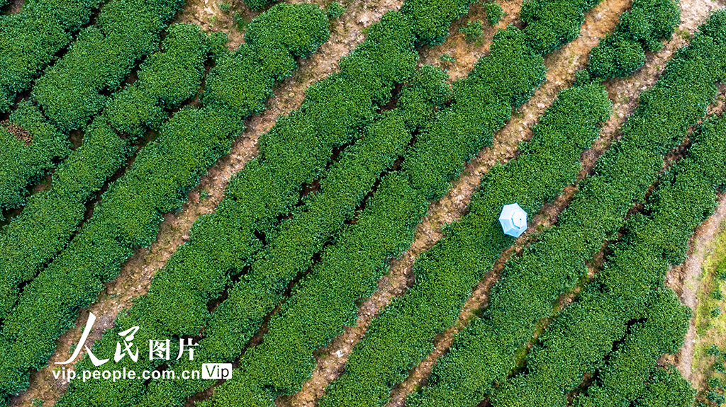 贵州从江：春茶开采