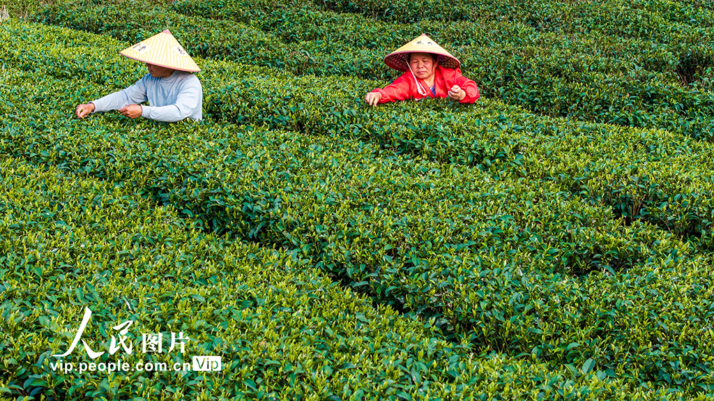 贵州从江：春茶开采【3】