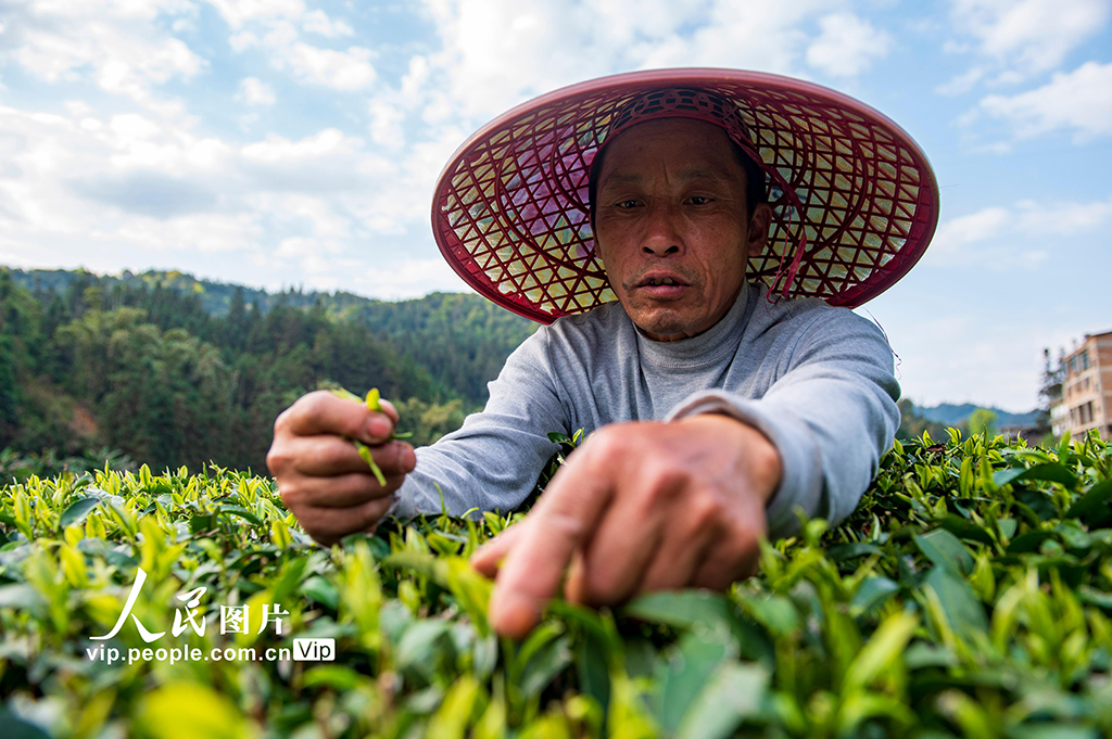 贵州从江：春茶开采【5】