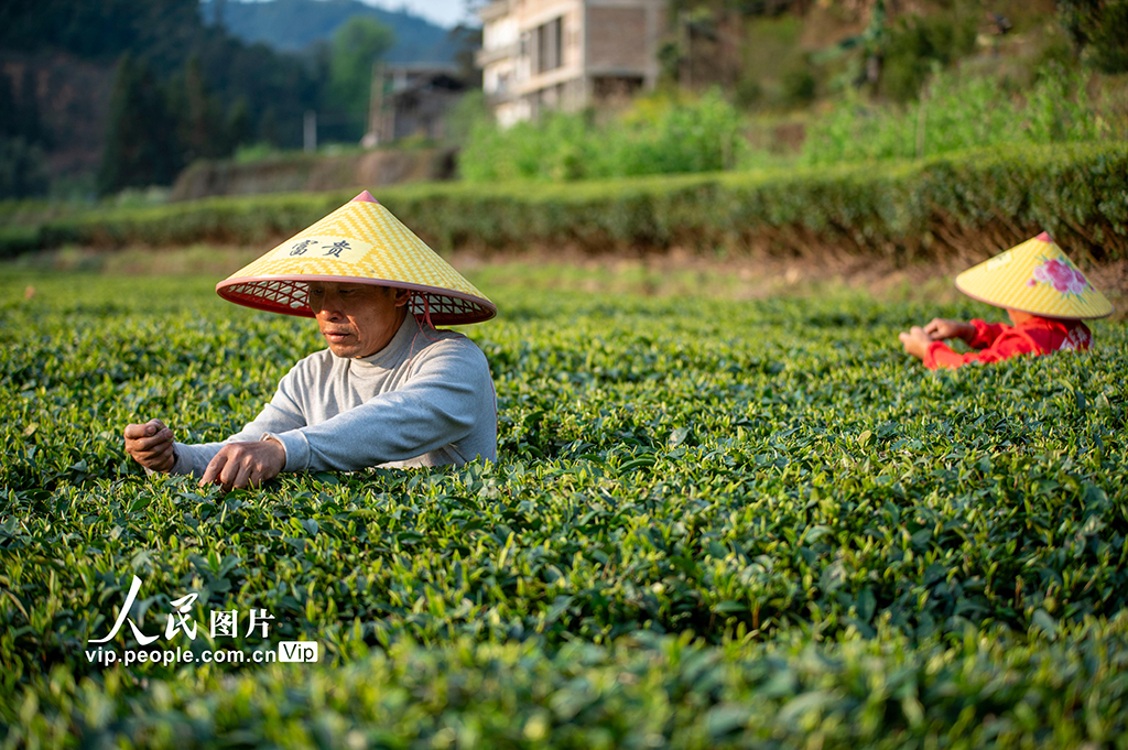 贵州从江：春茶开采【7】