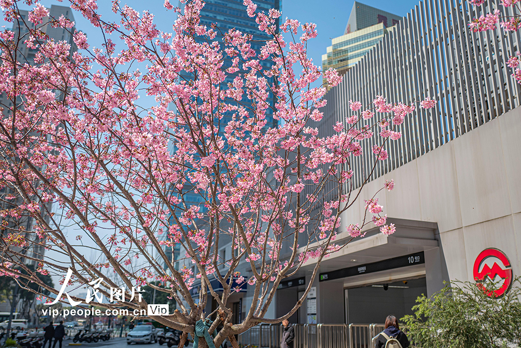 上海：陆家嘴现“樱花车站”【3】