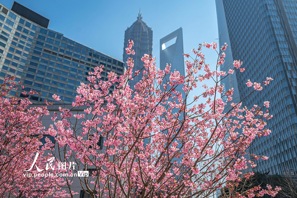 上海：陆家嘴现“樱花车站”【2】