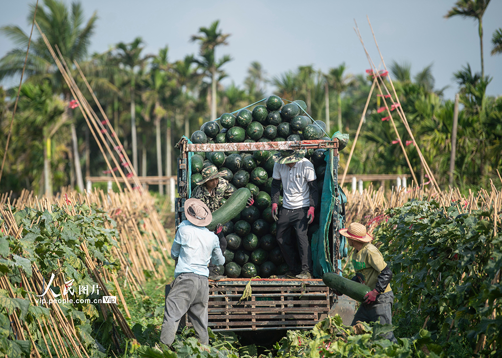 海南琼海：采收冬瓜