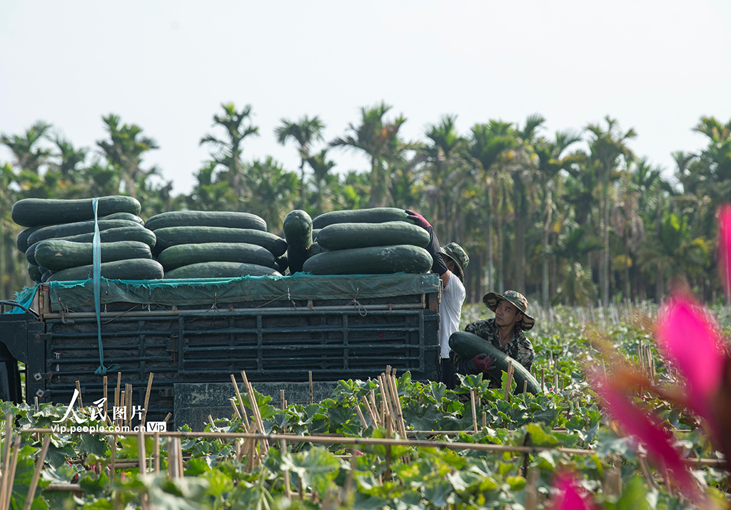 海南琼海：采收冬瓜【3】