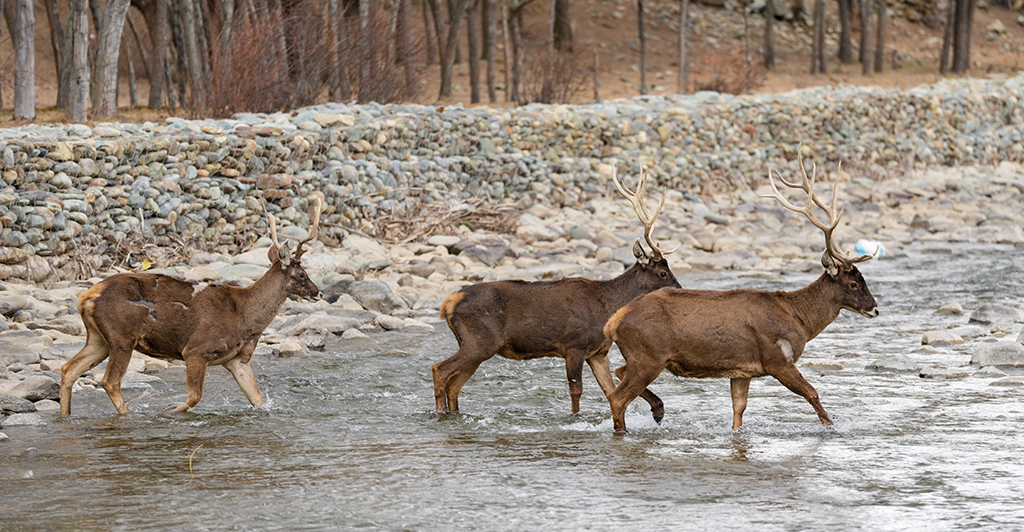 西藏山南：白唇鹿漫步山林