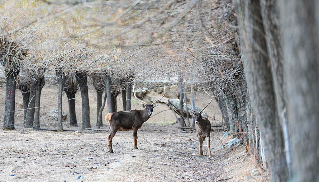 西藏山南：白唇鹿漫步山林【6】